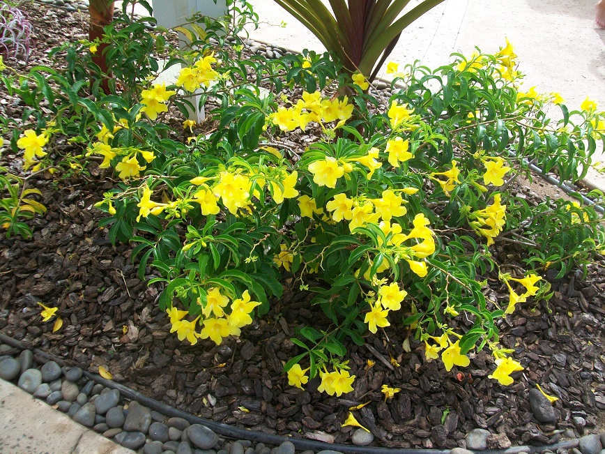 pretty yellow flowers